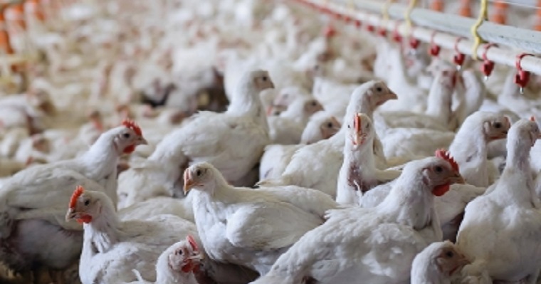 Ahuyama reduciría uso de químicos en pollos de engorde