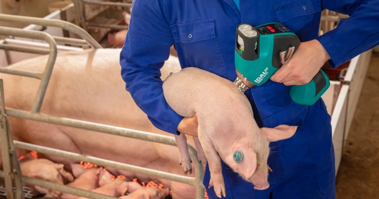 Empresas buscan impulsar tecnología de vacunación sin aguja para el sector porcino
