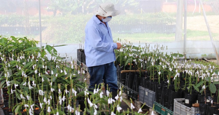 Estudios evidencian que el portainjerto de aguacate es determinante en la producción y calidad de los frutos