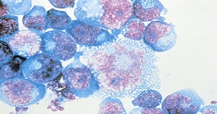 Conozca qué son y para qué sirven los posbióticos en ganadería