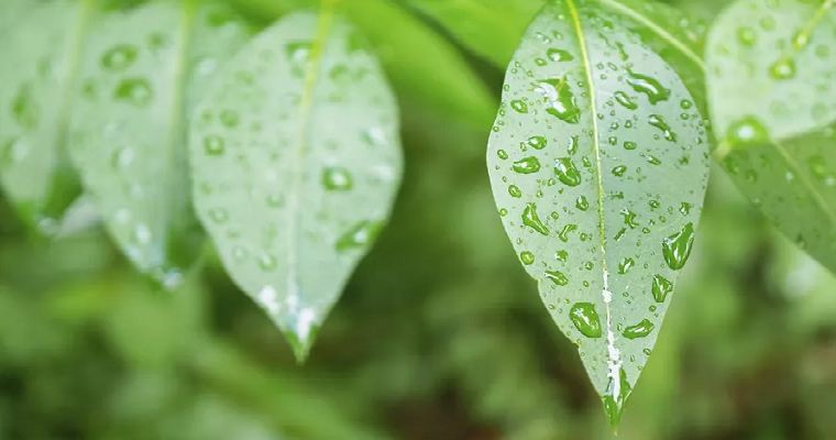 ¿Qué es un potrero cúbico y por qué es ventajoso para la ganadería?