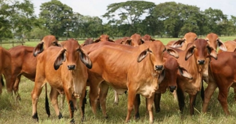 Precios máximos históricos alcanzó el macho de levante en Córdoba y Sucre