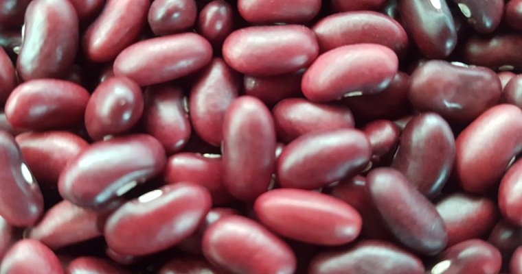 Proyecto de fríjol biofortificado en la región Caribe recibe reconocimiento por su contribución a Objetivo de Desarrollo Sostenible