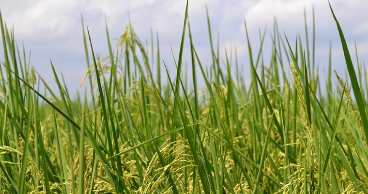 Prevención agroclimática para la agricultura