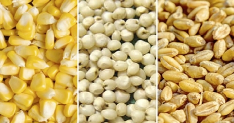 Los efectos del procesamiento de granos en la alimentación de los bovinos