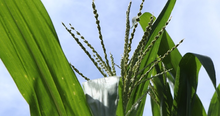 Producción de semilla de una nueva variedad de maíz: AGROSAVIA V-117 en El Carmen de Bolívar