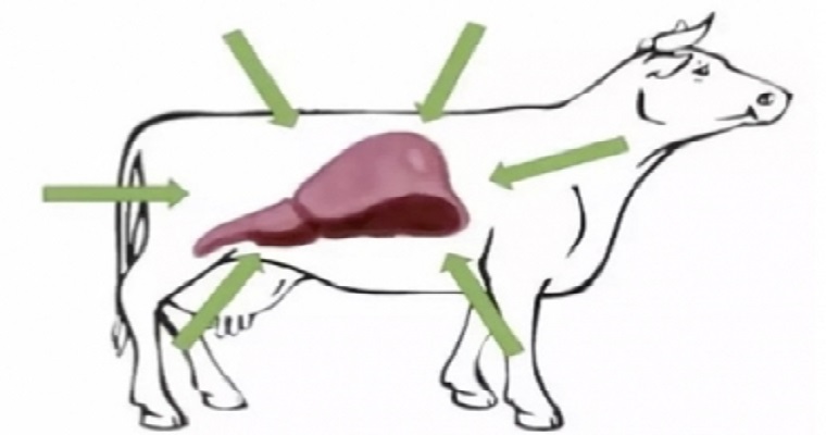 La bilis, un subproducto de los mataderos con buen mercado