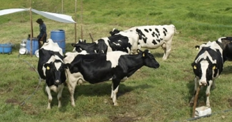 Cómo bajar costos de producción en una explotación lechera