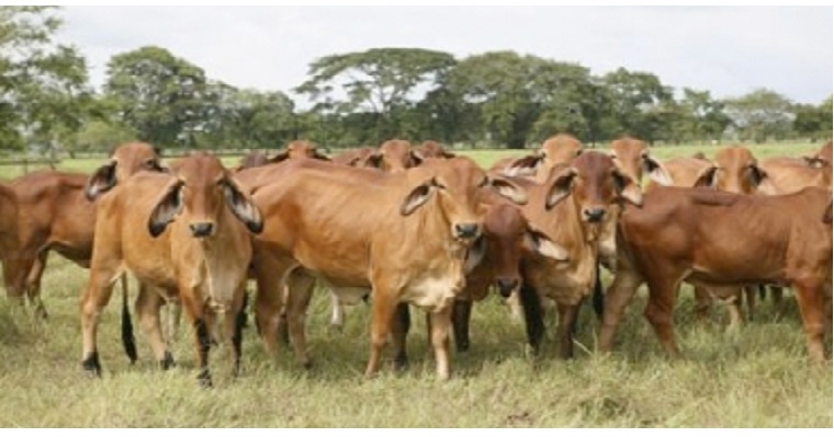 Ganaderos de Casanare buscan consolidar la producción cárnica
