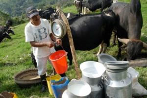 Productores critican ajuste en pago de leche pero celebran bonificaciones