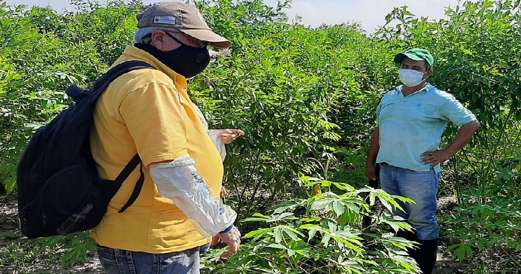 Atlántico y Magdalena producirán semilla de calidad de fríjol guandul a través del Plan Nacional Semilla de AGROSAVIA
