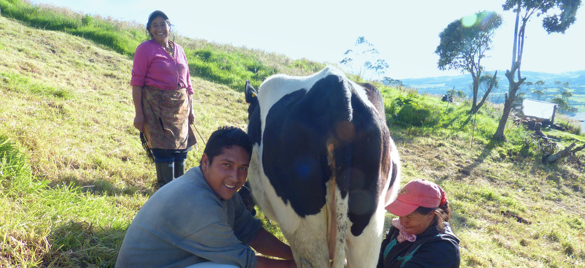 Gobierno apoya en Nariño a 202 proyectos productivos de leche - 30 de junio de 2016