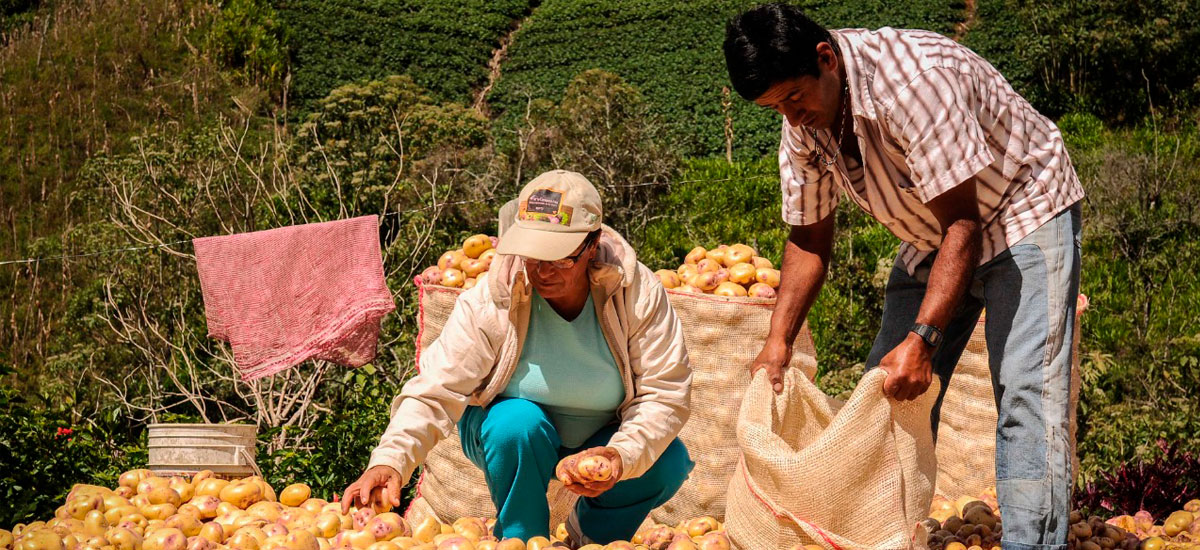 Imponen medidas de defensa comercial a la importación de papa congelada
