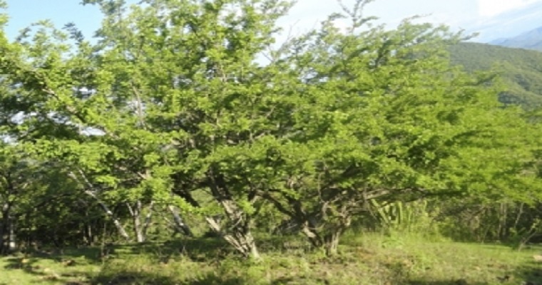 ¿Cómo propagar árboles forrajeros en la ganadería?