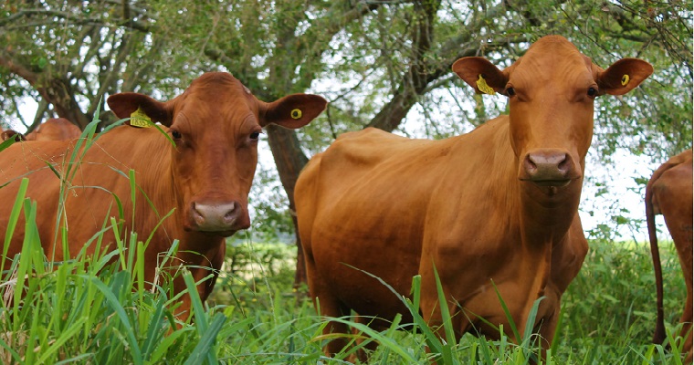 Proyecto de AGROSAVIA y Corpovalle fortalece la ganadería bovina de la raza criolla Hartón del Valle