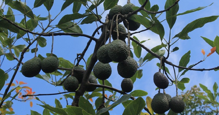 Aguacate Hass en Cauca mejorará su productividad y calidad de exportación