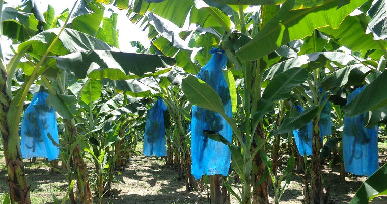 AGROSAVIA recibe Premio a la Excelencia Científica en España