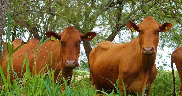 Fortalecen los procesos de conservación de material reproductivo de ejemplares de la raza criolla Hartón del Valle