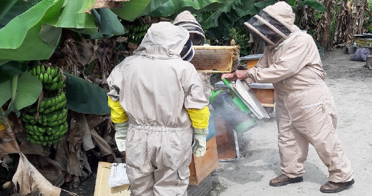 Avanza la ejecución en el proyecto de investigación sobre mortalidad de colmenas