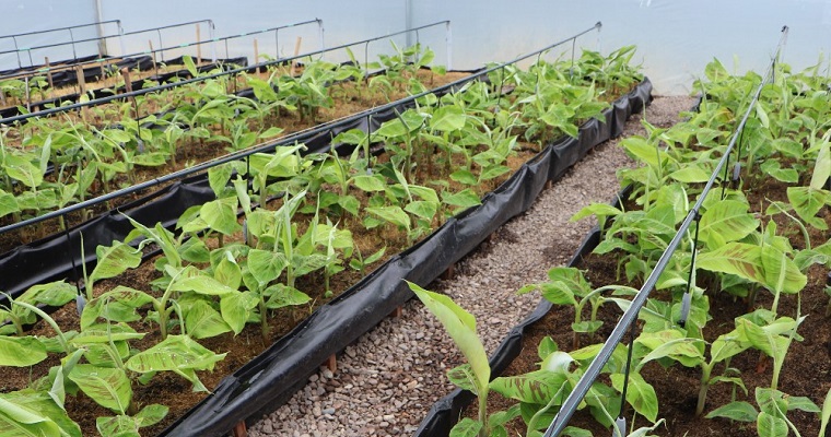 Proyecto de producción de semilla de plátano, beneficia a familias de agricultores del departamento del Huila y proyecta su dinámica a otras regiones del país