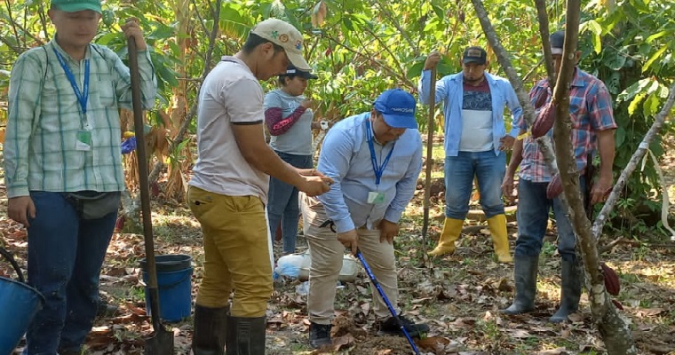 Proyecto regional busca reducir el cadmio en el cacao: ¡Mejores herramientas para productores y asistentes técnicos!
