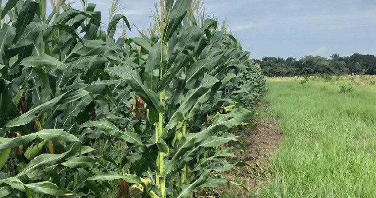 “Fortalecimiento de la Seguridad Alimentaria a través del desarrollo de sistemas de producción de plátano, yuca y maíz en el departamento de Arauca”nto de Arauca