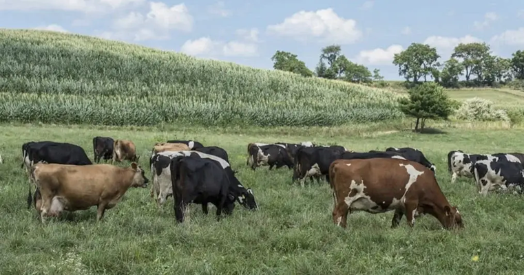 Tipos de pastoreo rotacional para mejorar la productividad del ganado