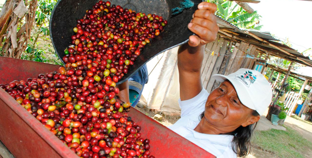 Primer centro de acopio para las mujeres cafeteras de Morales