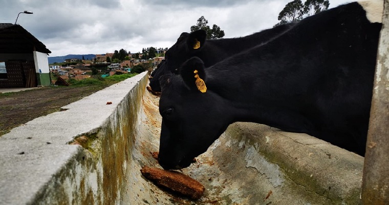 Plan de Vinculación de Alimentación Animal en el Centro de Investigación Obonuco