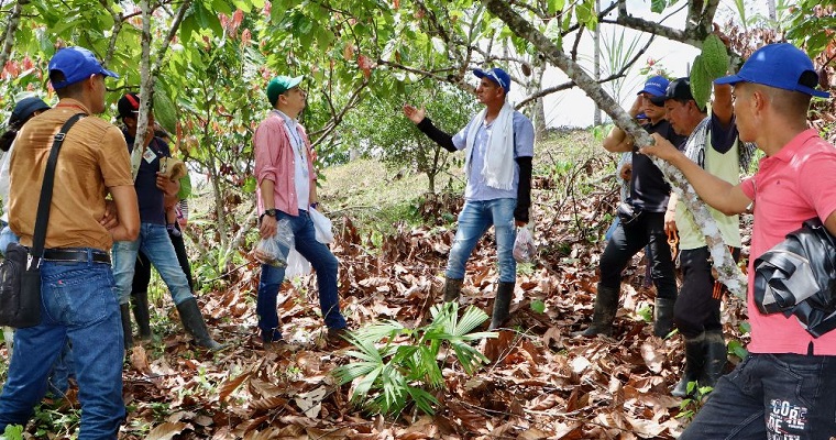 AGROSAVIA inicia Plan de Vinculación de Oferta Tecnológica para cacao con pequeños productores COMICACAO en San Vicente del Caguán