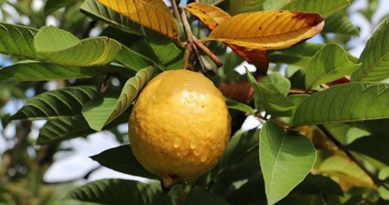 El sector productivo de la guayaba cuenta con videos, publicaciones y espacios de socialización para mejorar su productividad y sostenibilidad