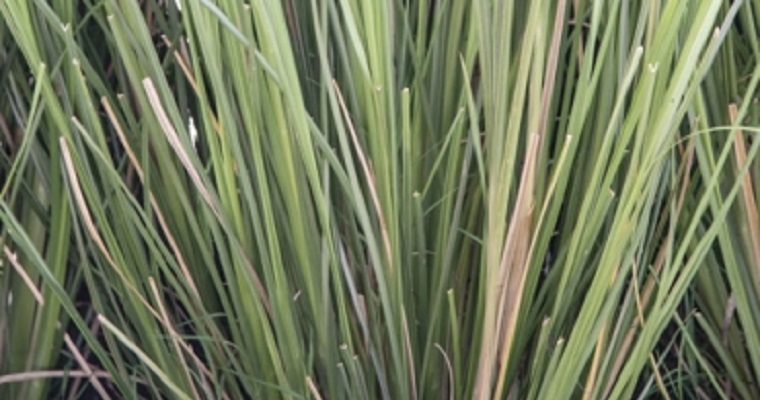 El vetiver, la planta milagrosa de la agricultura