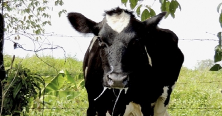 Urge vacunar contra la rabia silvestre