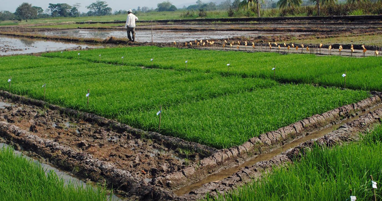 ¿Cómo pueden la IA y unas raíces más profundas ayudar al suelo a almacenar más carbono?