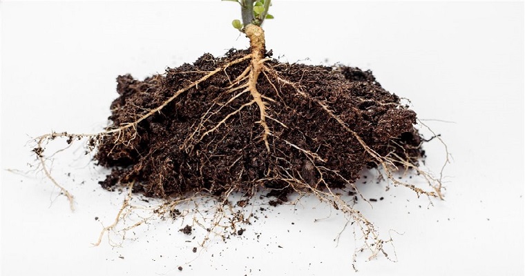 Plantas cíborg, raíces que almacenan energía