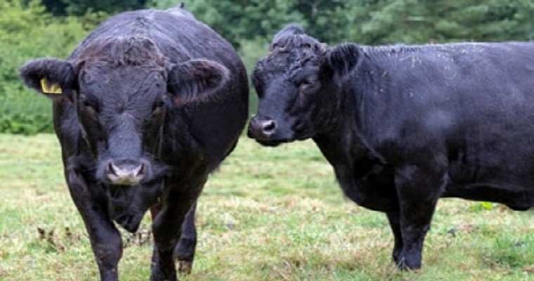 ¿Conoce la raza bovina Dexter? Sus características lo sorprenderán