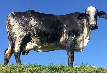 ¿A qué se refieren cuando hablan de Girolando Plus, puro o puro sintético?