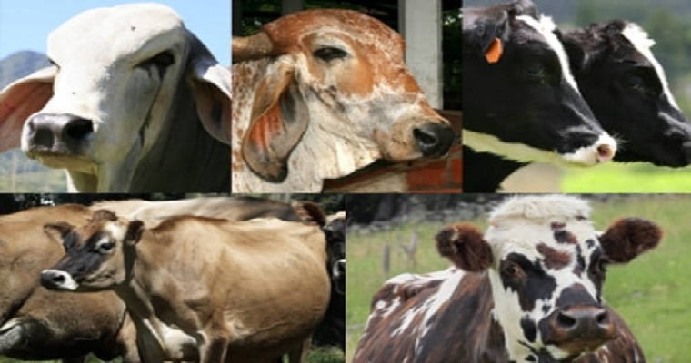 ¿Todas las razas bovinas tienen los mismos requerimientos nutricionales?