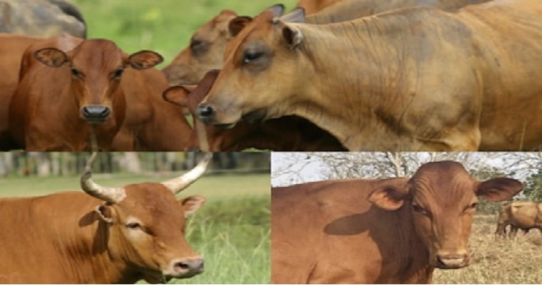 Así está el inventario de razas bovinas criollas de América Latina