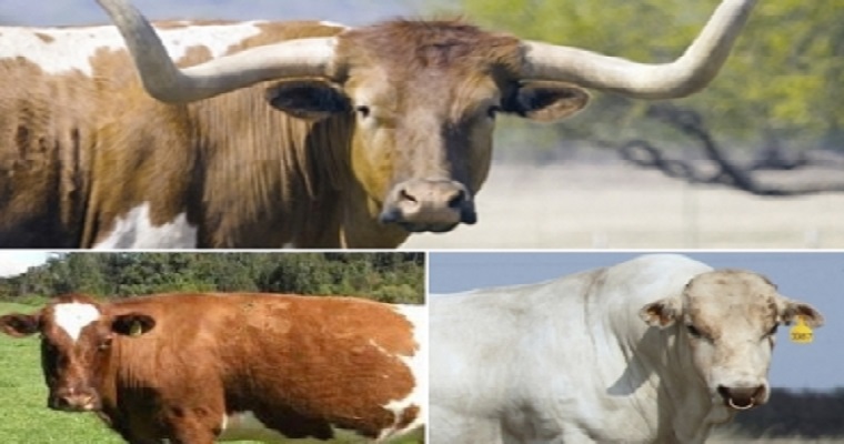 Échele un vistazo a algunas razas bovinas que no tenía en su radar