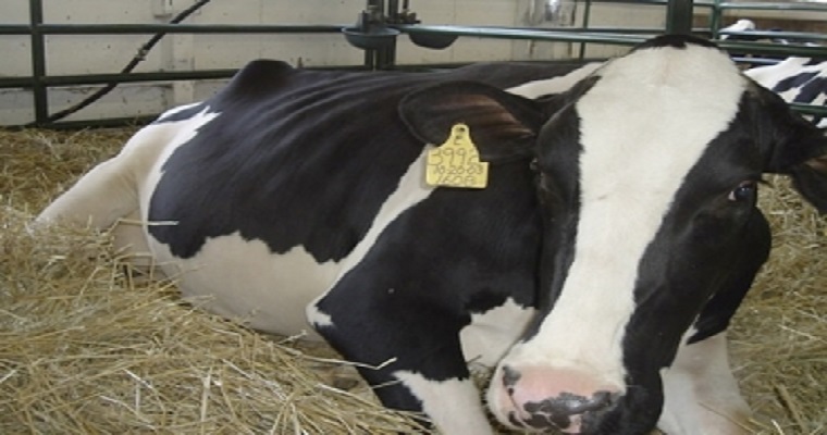 Siga estas 3 recomendaciones antes del parto de la vaca