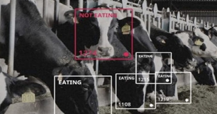 Conozca las variadas iniciativas de programas de reconocimiento facial de vacas