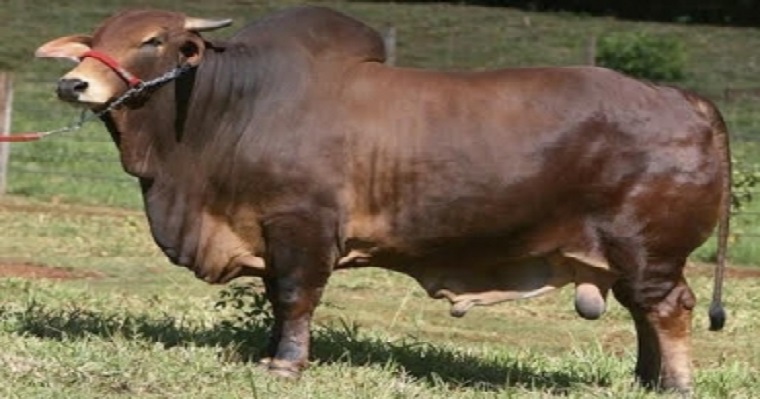 Red Sindhi, la raza que está conquistando los mercados Latinoamericanos