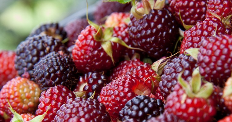 AGROSAVIA dirigirá dos nuevos proyectos de investigación en papa y mora para Santander y Norte de Santander