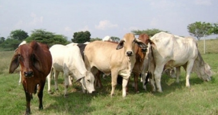 21 requisitos para certificarse como finca de plataforma exportadora