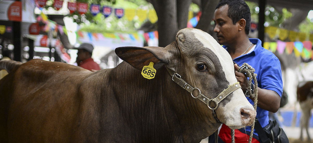 Línea especial de crédito para retención de vientres bovinos y bufalinos impulsa productividad de 52 mil animales - 20 de junio de 2016