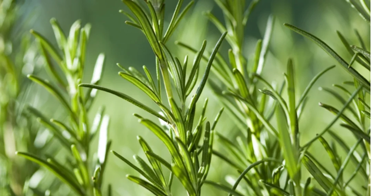 Conozca la forma para sembrar romero en el hogar y los beneficios que le puede dar