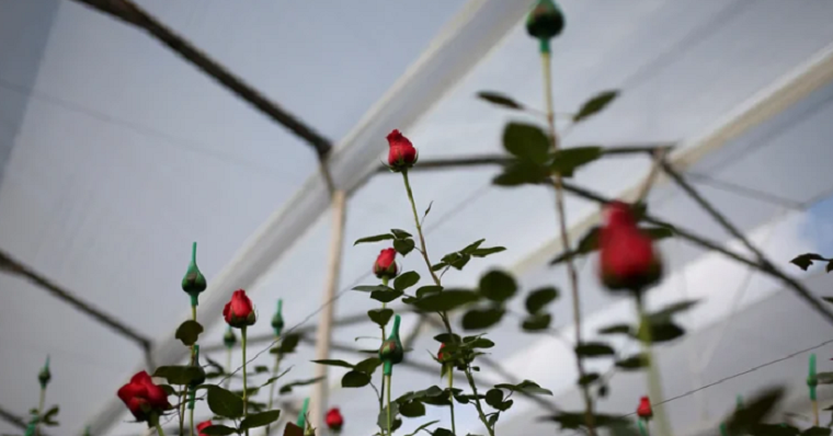 Rosas extraterrestres: así lucen las flores cultivadas en la Estación Espacial