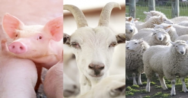 Así le fue al sacrificio de especies menores en los primeros seis meses de 2021