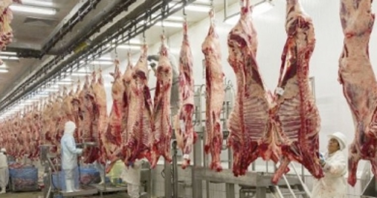 Sacrificio vacuno en el primer semestre de 2020 bajó cerca del 8 %